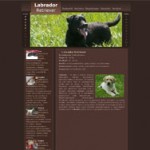Labrador Retriever – Hodowla Czarna Demeter